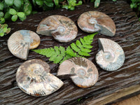 Polished Cleoniceras Red Ammolite Opalized Ammonite Fossils x 6 From Tulear, Madagascar