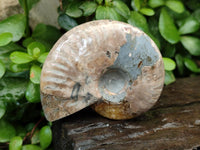 Polished Cleoniceras Red Ammolite Opalized Ammonite Fossils x 6 From Tulear, Madagascar
