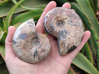Polished Cleoniceras Red Ammolite Opalized Ammonite Fossils x 6 From Tulear, Madagascar