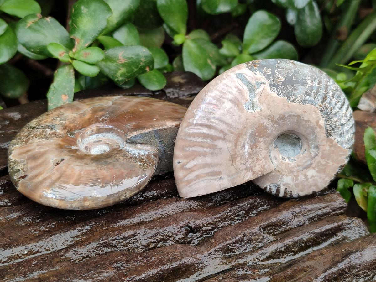 Polished Cleoniceras Red Ammolite Opalized Ammonite Fossils x 6 From Tulear, Madagascar
