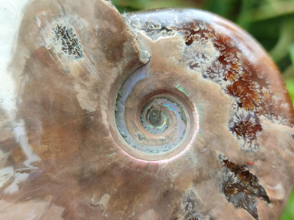 Polished Cleoniceras Red Ammolite Opalized Ammonite Fossils x 6 From Tulear, Madagascar