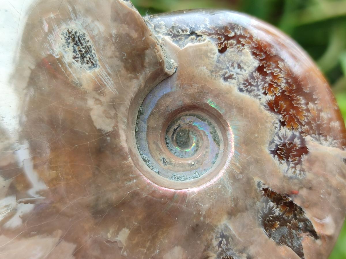 Polished Cleoniceras Red Ammolite Opalized Ammonite Fossils x 6 From Tulear, Madagascar