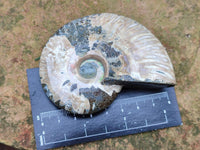 Polished Cleoniceras Red Ammolite Opalized Ammonite Fossils x 6 From Tulear, Madagascar