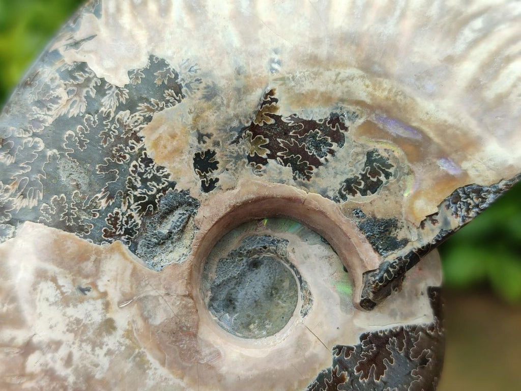 Polished Cleoniceras Red Ammolite Opalized Ammonite Fossils x 6 From Tulear, Madagascar
