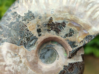 Polished Cleoniceras Red Ammolite Opalized Ammonite Fossils x 6 From Tulear, Madagascar