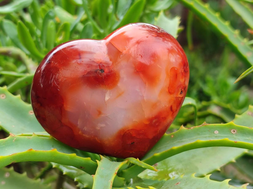 Polished Carnelian Agate Gemstone Hearts x 6 From Madagascar