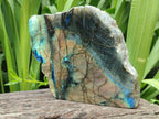 Polished One Side Labradorite Display Pieces x 2 From Madagascar