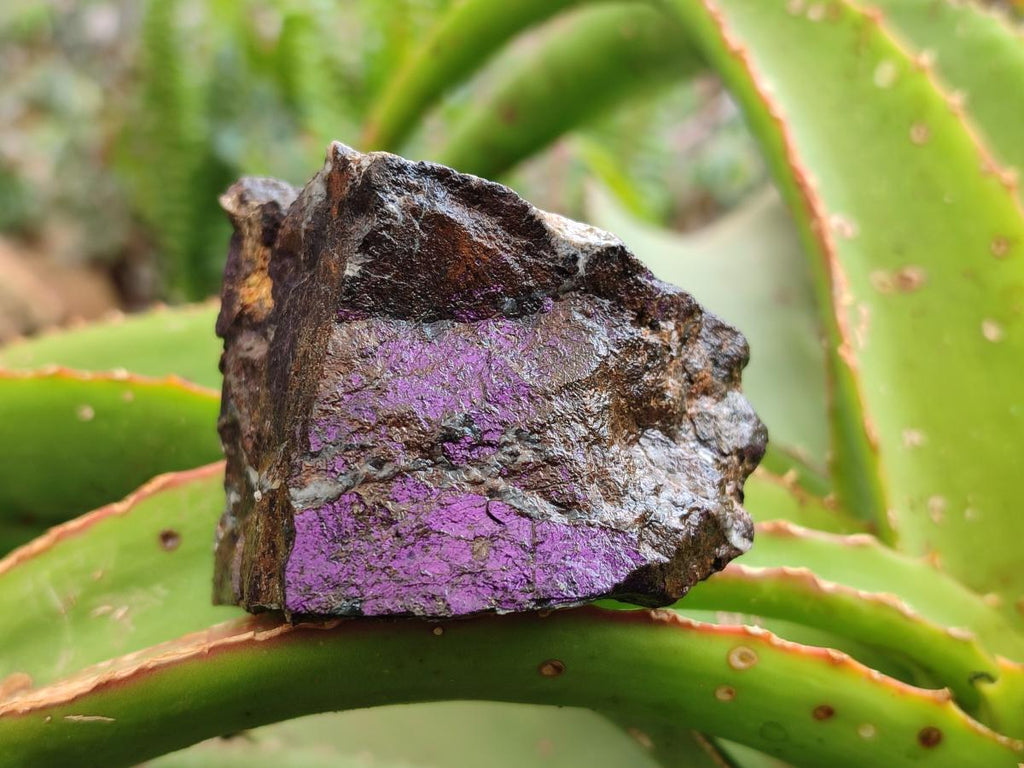Natural Metallic Cobbed Purpurite Specimens x 12 From Erongo, Namibia
