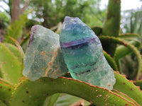 Natural Watermelon Fluorite Cobbed Specimens x 12 From Uis, Namibia