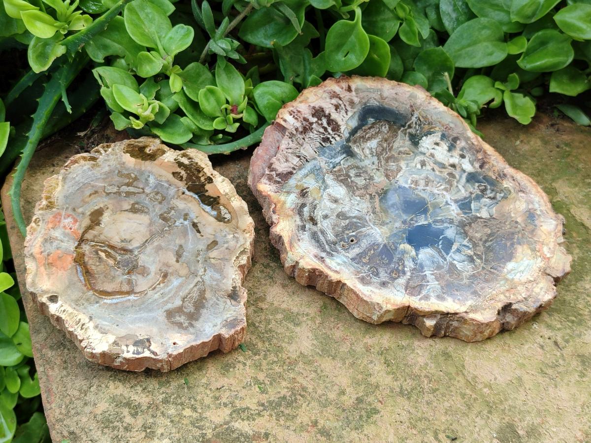 Polished Red Podocarpus podocarpus Petrified Wood Slices x 4 From Mahajanga, Madagascar