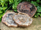 Polished Red Podocarpus podocarpus Petrified Wood Slices x 4 From Mahajanga, Madagascar