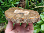 Polished Red Podocarpus podocarpus Petrified Wood Slices x 4 From Mahajanga, Madagascar
