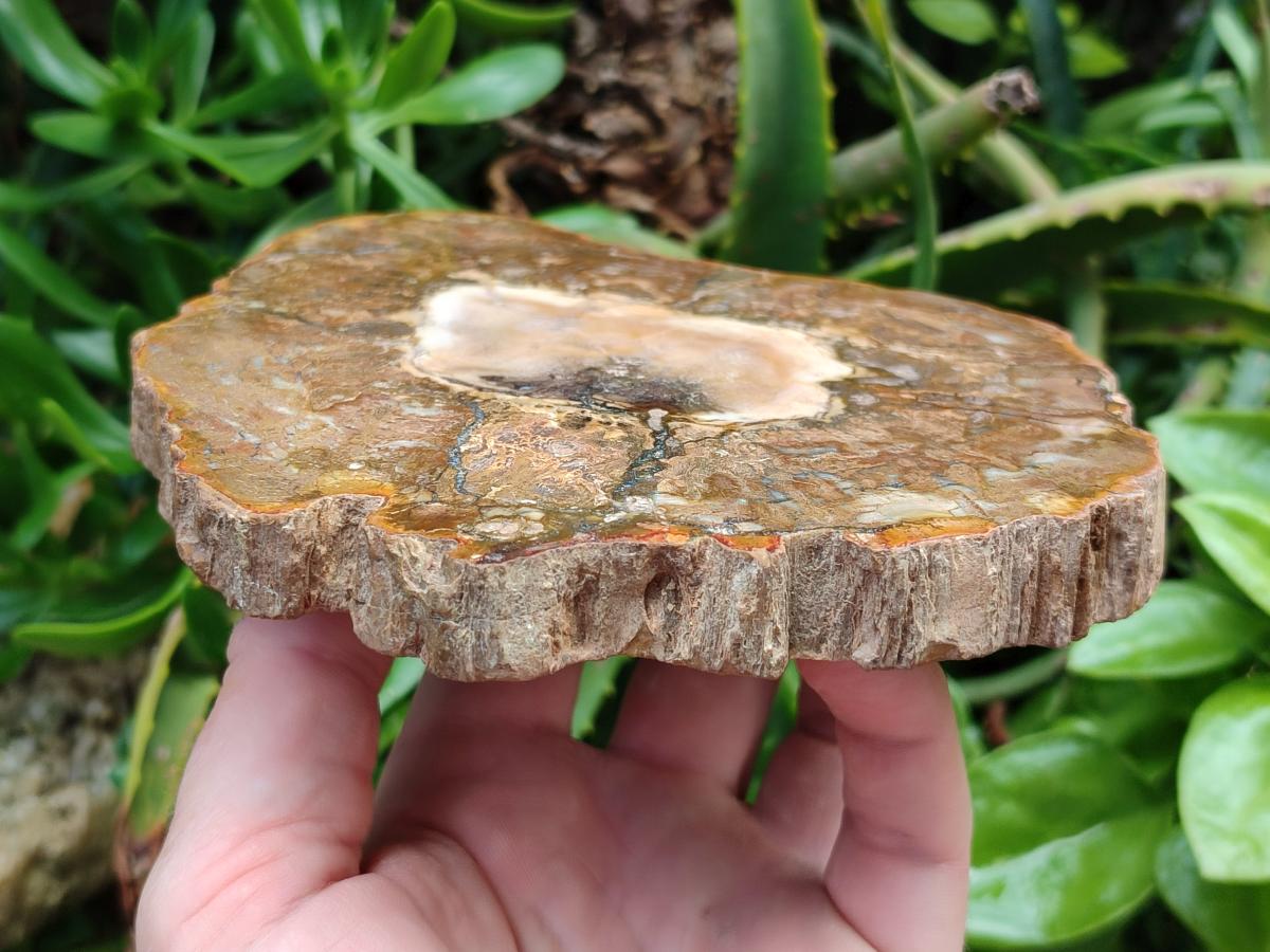 Polished Red Podocarpus podocarpus Petrified Wood Slices x 4 From Mahajanga, Madagascar