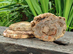 Polished Red Podocarpus podocarpus Petrified Wood Slices x 4 From Mahajanga, Madagascar