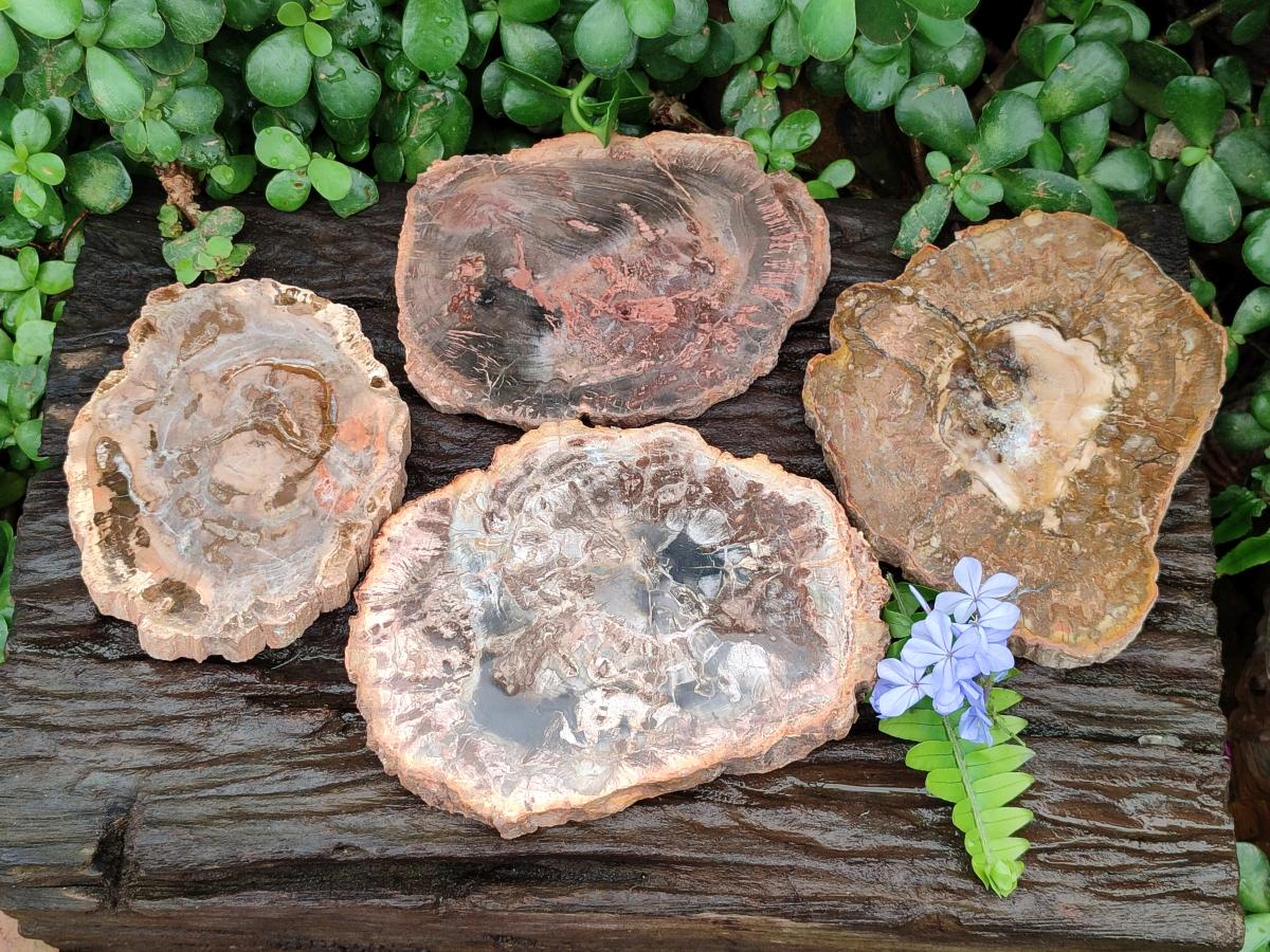 Polished Red Podocarpus podocarpus Petrified Wood Slices x 4 From Mahajanga, Madagascar