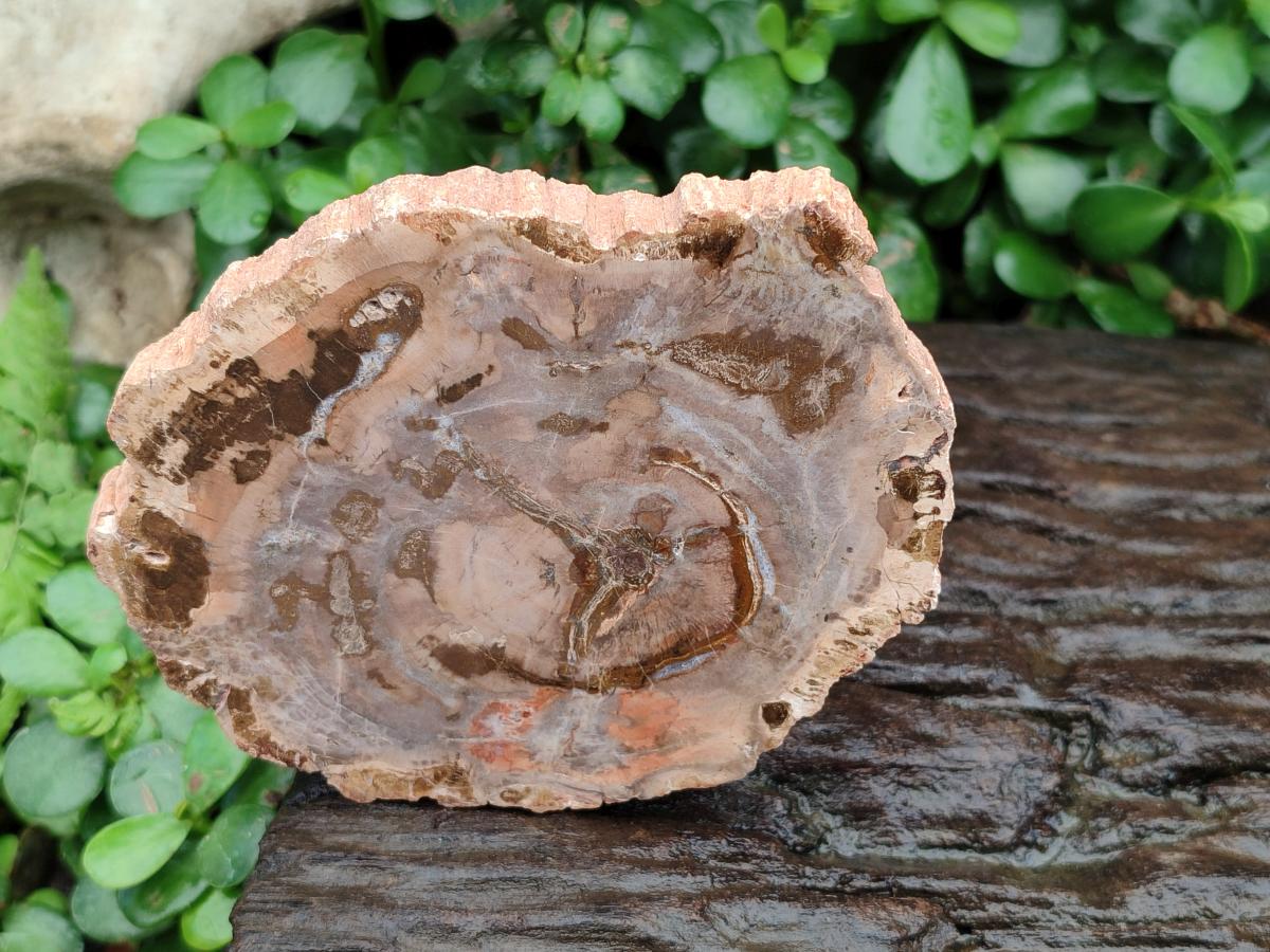 Polished Red Podocarpus podocarpus Petrified Wood Slices x 4 From Mahajanga, Madagascar