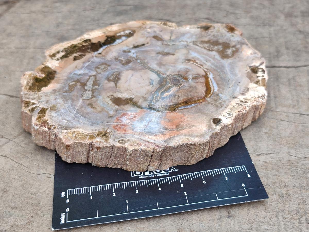 Polished Red Podocarpus podocarpus Petrified Wood Slices x 4 From Mahajanga, Madagascar