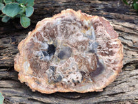 Polished Red Podocarpus podocarpus Petrified Wood Slices x 4 From Mahajanga, Madagascar
