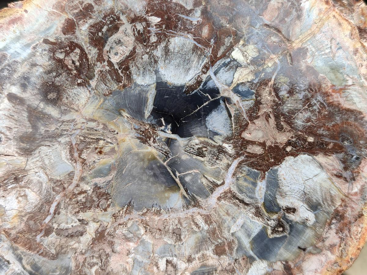 Polished Red Podocarpus podocarpus Petrified Wood Slices x 4 From Mahajanga, Madagascar