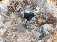 Polished Red Podocarpus podocarpus Petrified Wood Slices x 4 From Mahajanga, Madagascar