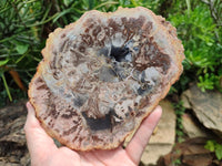 Polished Red Podocarpus podocarpus Petrified Wood Slices x 4 From Mahajanga, Madagascar