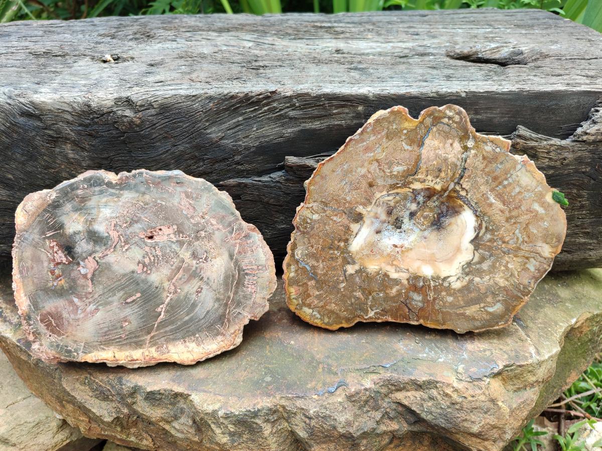 Polished Red Podocarpus podocarpus Petrified Wood Slices x 4 From Mahajanga, Madagascar