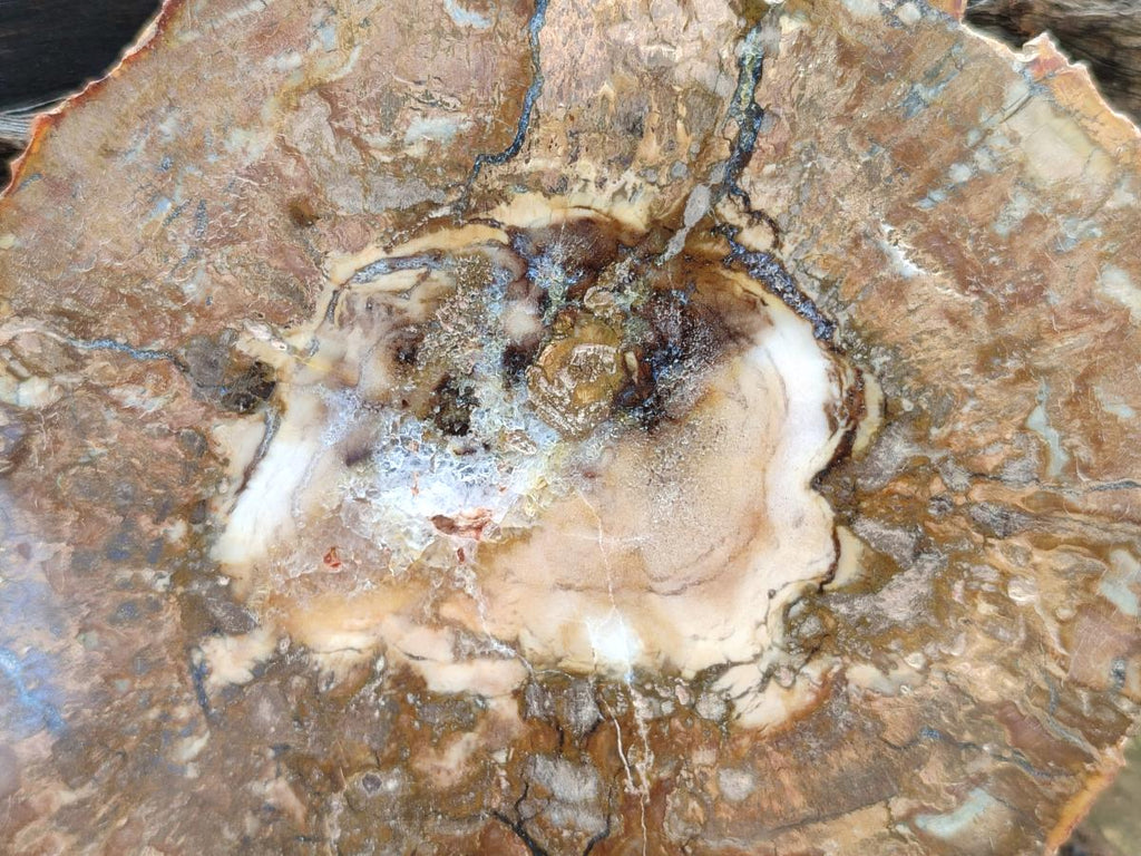 Polished Red Podocarpus podocarpus Petrified Wood Slices x 4 From Mahajanga, Madagascar