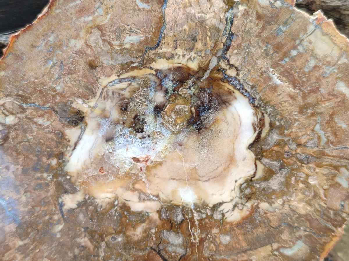Polished Red Podocarpus podocarpus Petrified Wood Slices x 4 From Mahajanga, Madagascar