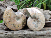 Polished Cleoniceras Red Ammolite Opalized Ammonite Fossils x 2 From Tulear, Madagascar