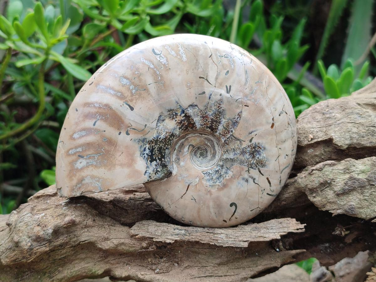 Polished Cleoniceras Red Ammolite Opalized Ammonite Fossils x 2 From Tulear, Madagascar