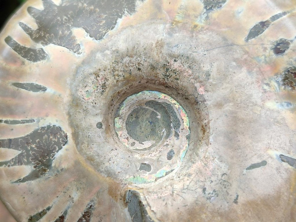 Polished Cleoniceras Red Ammolite Opalized Ammonite Fossils x 2 From Tulear, Madagascar