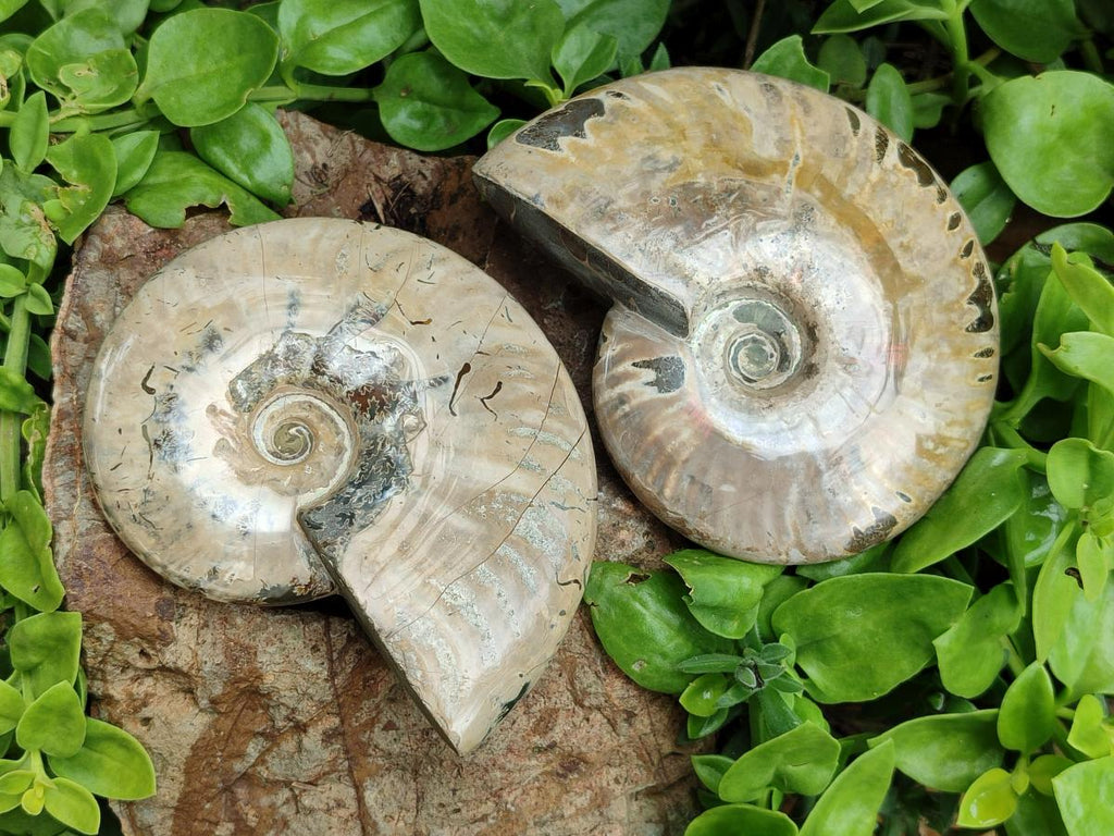 Polished Cleoniceras Red Ammolite Opalized Ammonite Fossils x 2 From Tulear, Madagascar