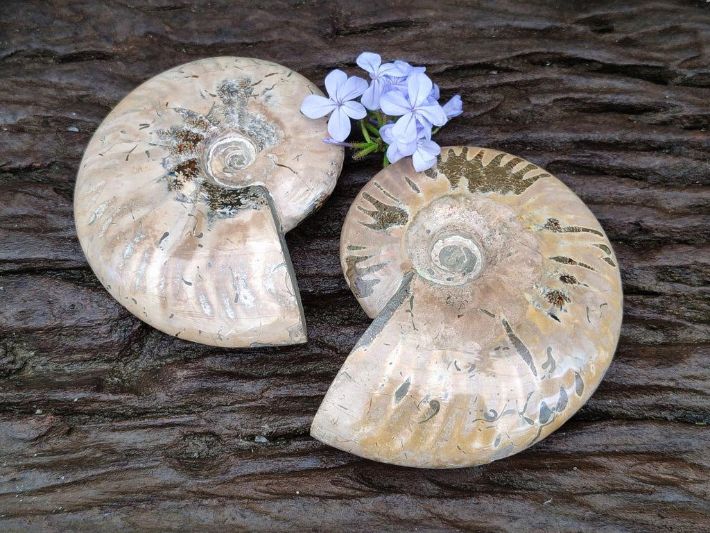 Polished Cleoniceras Red Ammolite Opalized Ammonite Fossils x 2 From Tulear, Madagascar
