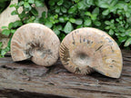 Polished Cleoniceras Red Ammolite Opalized Ammonite Fossils x 2 From Tulear, Madagascar