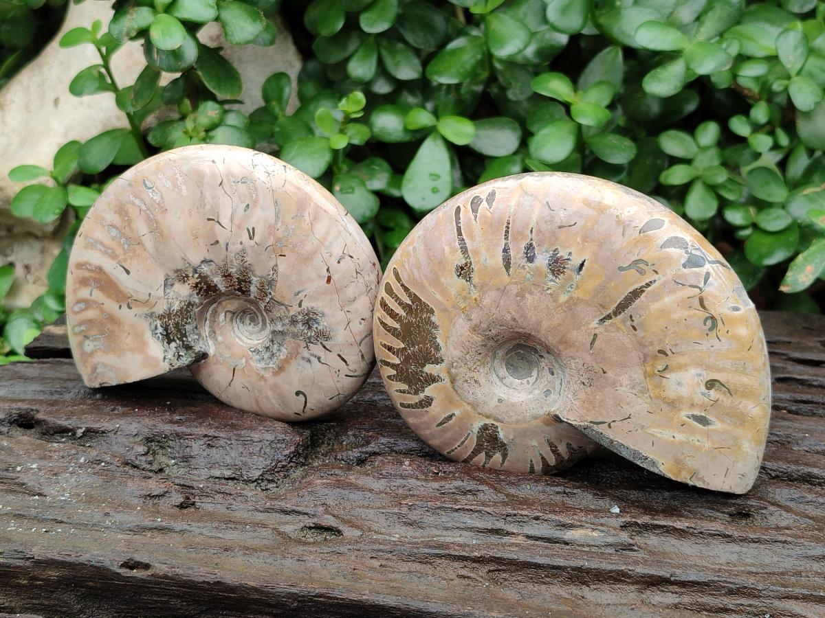 Polished Cleoniceras Red Ammolite Opalized Ammonite Fossils x 2 From Tulear, Madagascar