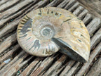Polished Cleoniceras Red Ammolite Opalized Ammonite Fossils x 2 From Tulear, Madagascar