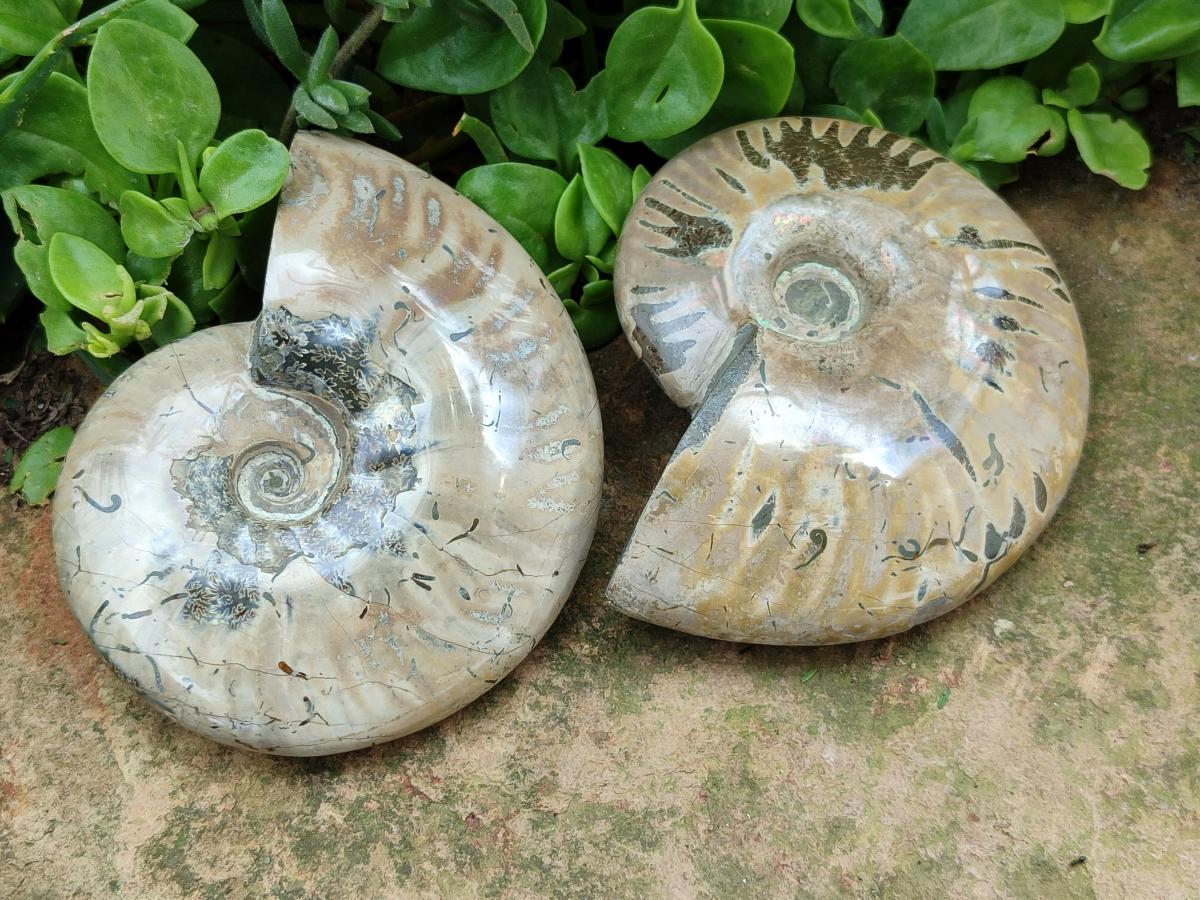 Polished Cleoniceras Red Ammolite Opalized Ammonite Fossils x 2 From Tulear, Madagascar