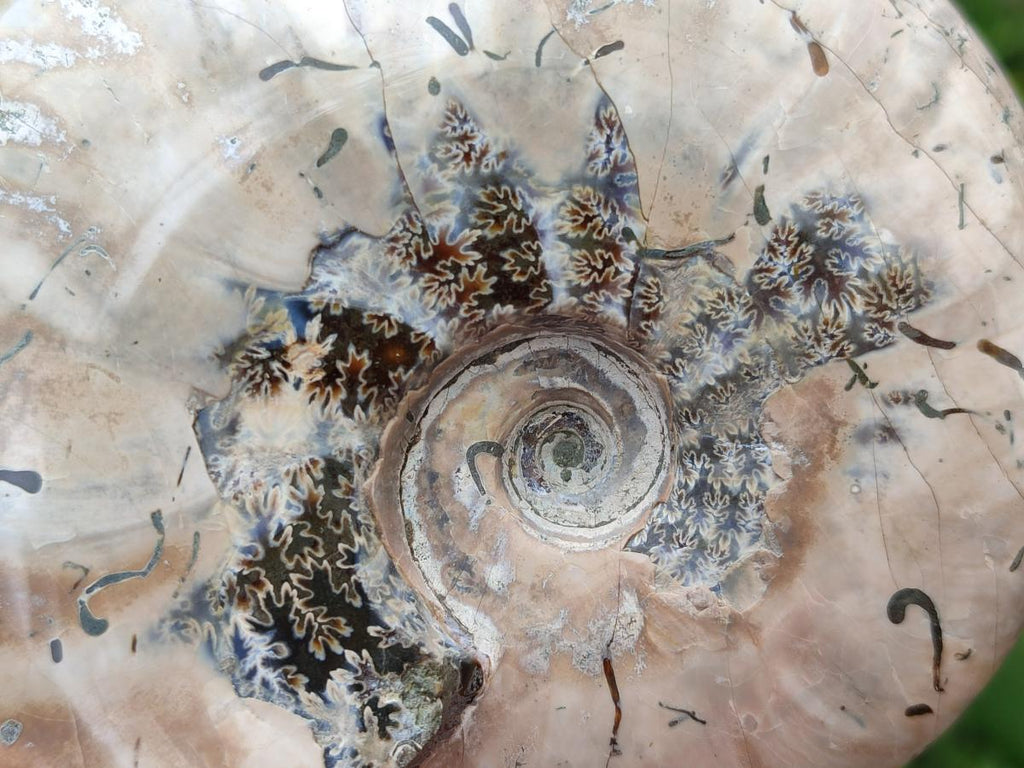 Polished Cleoniceras Red Ammolite Opalized Ammonite Fossils x 2 From Tulear, Madagascar