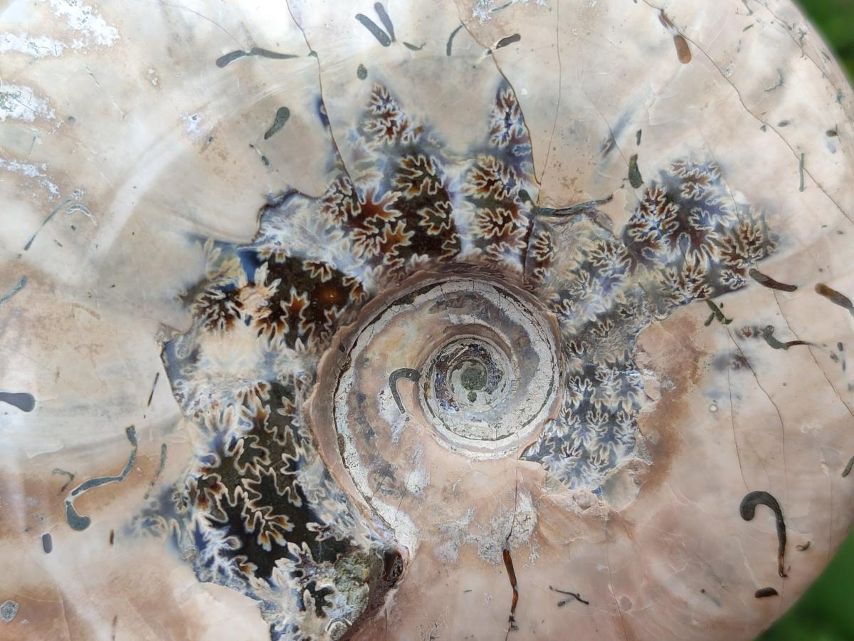 Polished Cleoniceras Red Ammolite Opalized Ammonite Fossils x 2 From Tulear, Madagascar