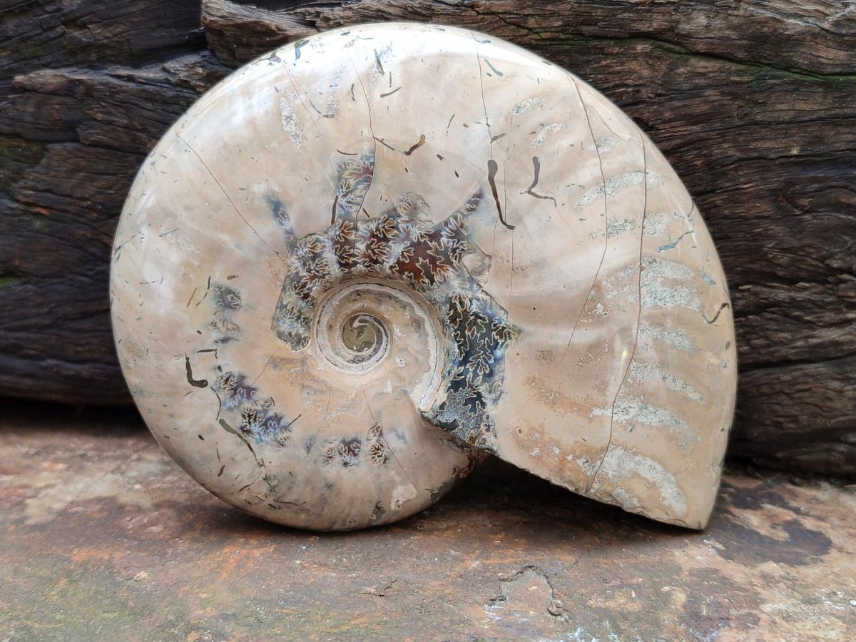 Polished Cleoniceras Red Ammolite Opalized Ammonite Fossils x 2 From Tulear, Madagascar
