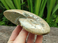 Polished Cleoniceras Red Ammolite Opalized Ammonite Fossils x 2 From Tulear, Madagascar