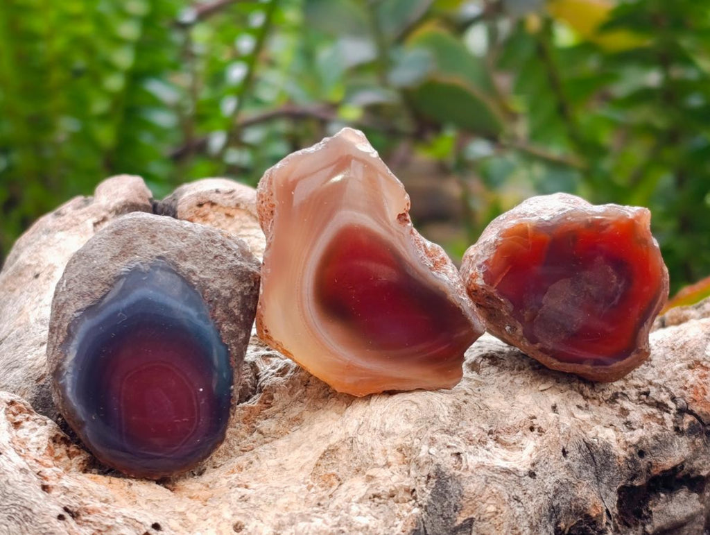 Polished Red Shashe River Agate Nodules x 35 From Shashe River, Zimbabwe