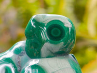 Polished Flower Banded Malachite Free Forms x 6 From Congo