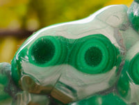 Polished Flower Banded Malachite Free Forms x 6 From Congo