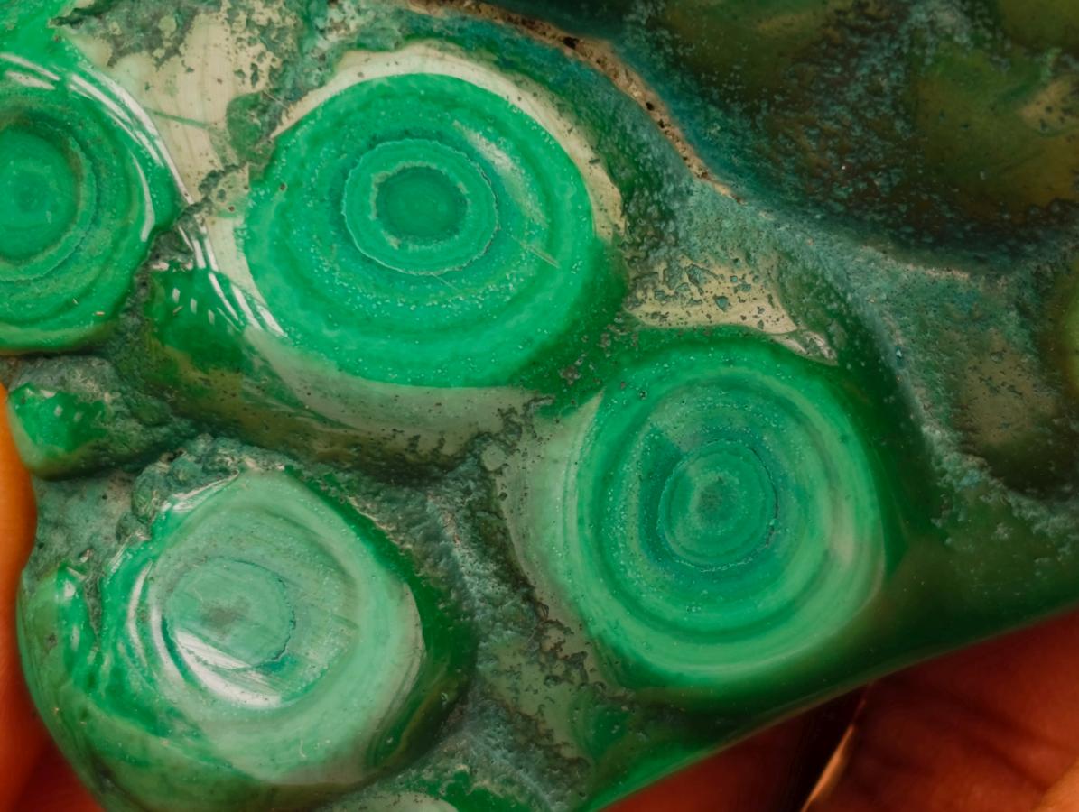 Polished Flower Banded Malachite Free Forms x 6 From Congo