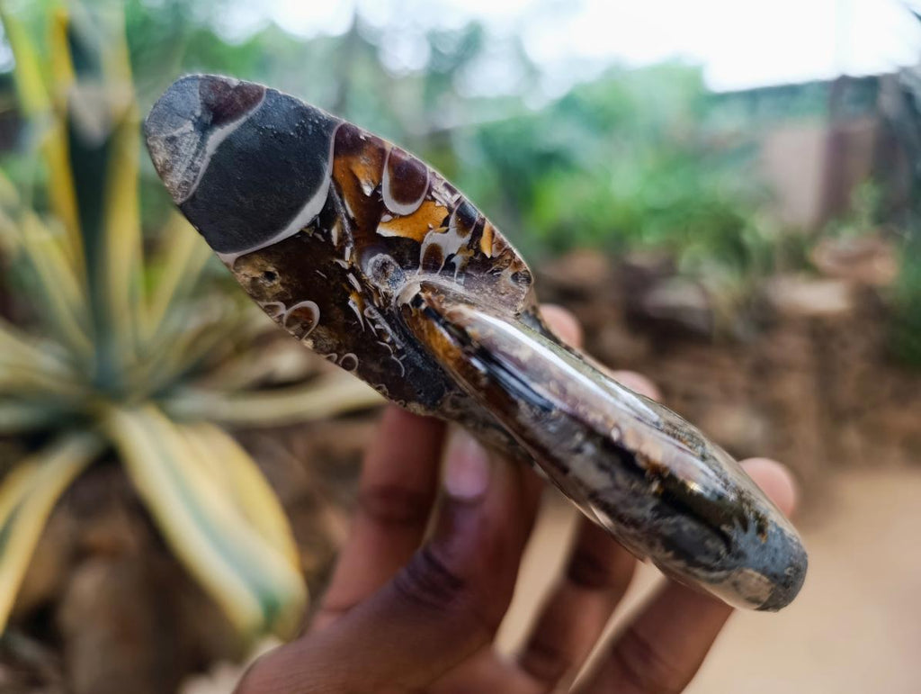 Polished Cleoniceras Ammonite Fossils x 2 From Tulear, Madagascar