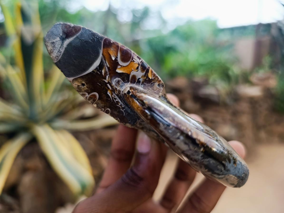 Polished Cleoniceras Ammonite Fossils x 2 From Tulear, Madagascar