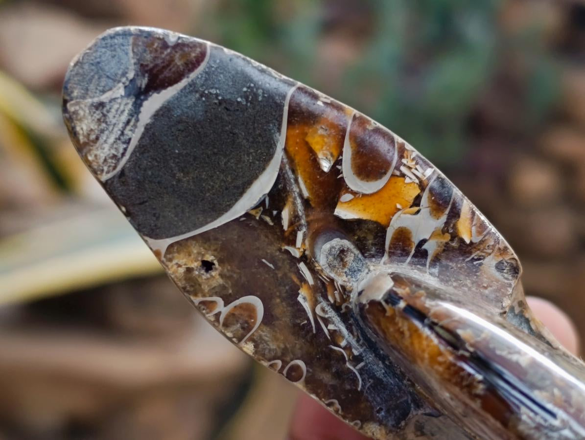 Polished Cleoniceras Ammonite Fossils x 2 From Tulear, Madagascar