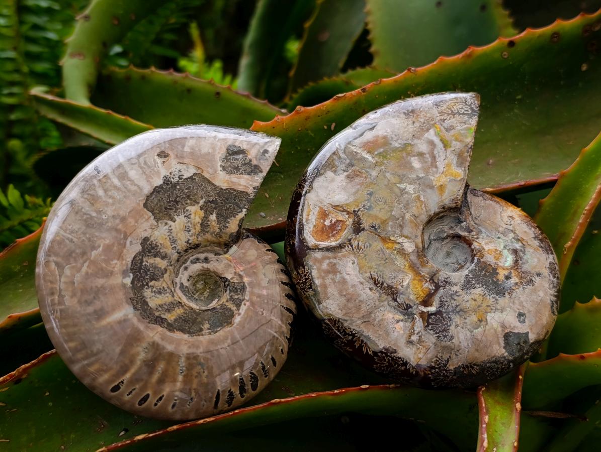 Polished Cleoniceras Ammonite Fossils x 2 From Tulear, Madagascar
