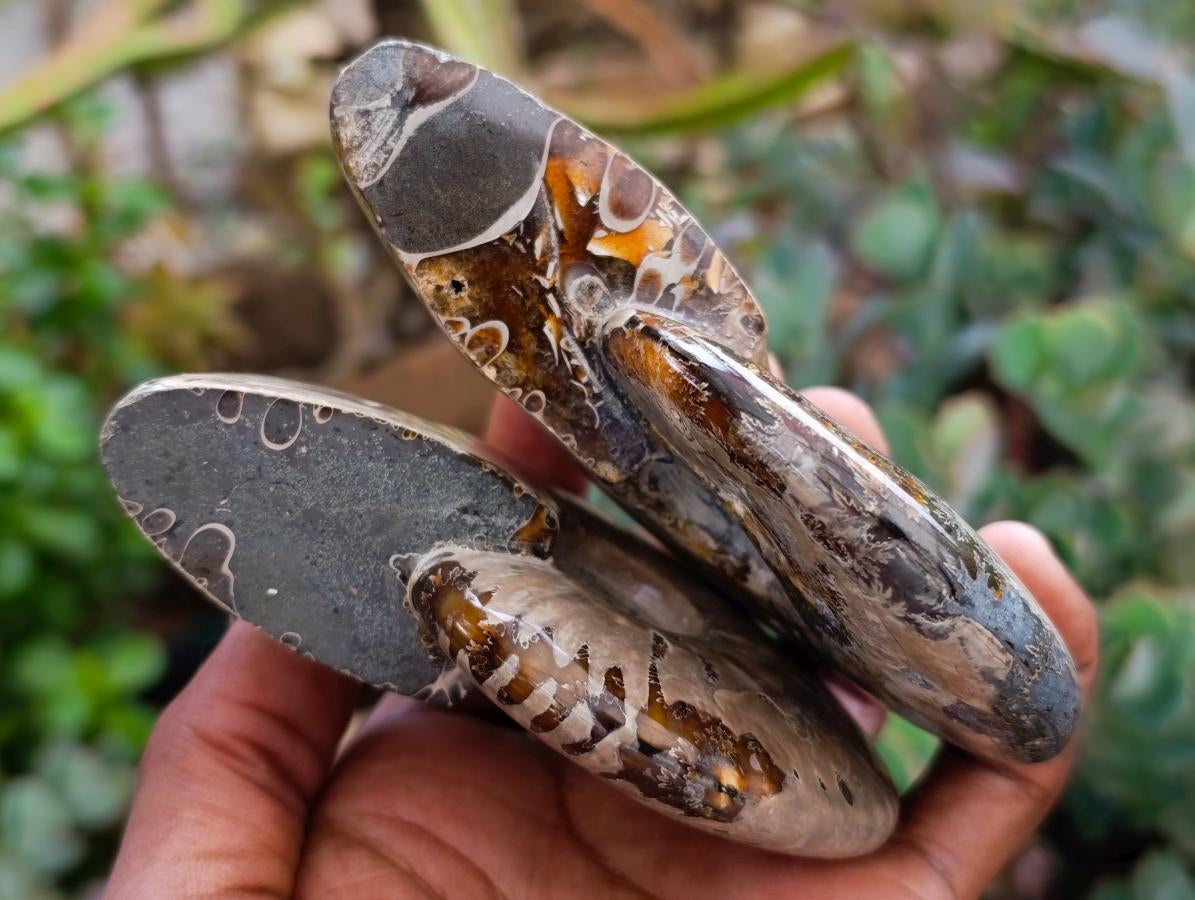 Polished Cleoniceras Ammonite Fossils x 2 From Tulear, Madagascar